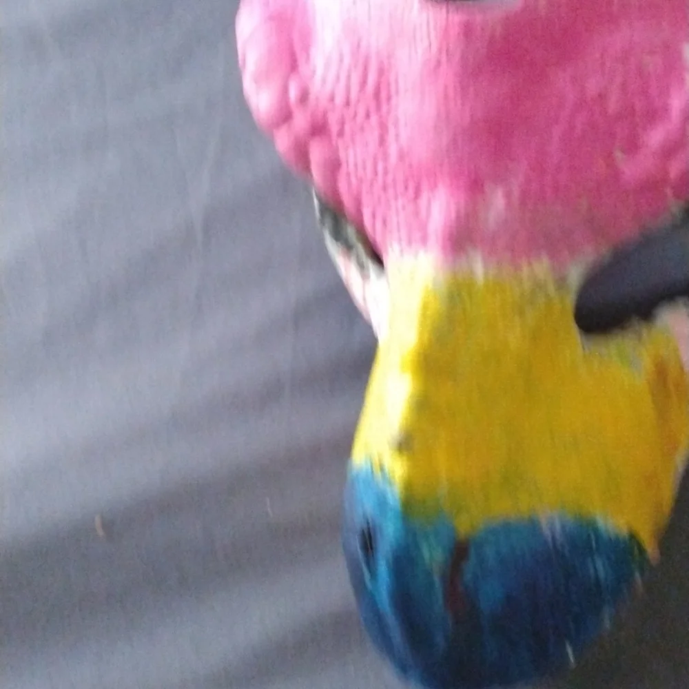 Pansexual dinomask (trading)